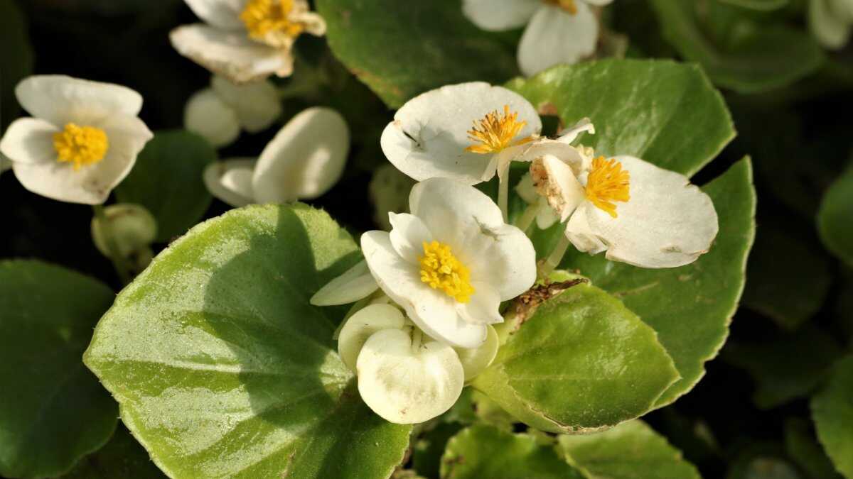 Planta considerada extinta é redescoberta após cem anos em ilha no litoral de São Paulo