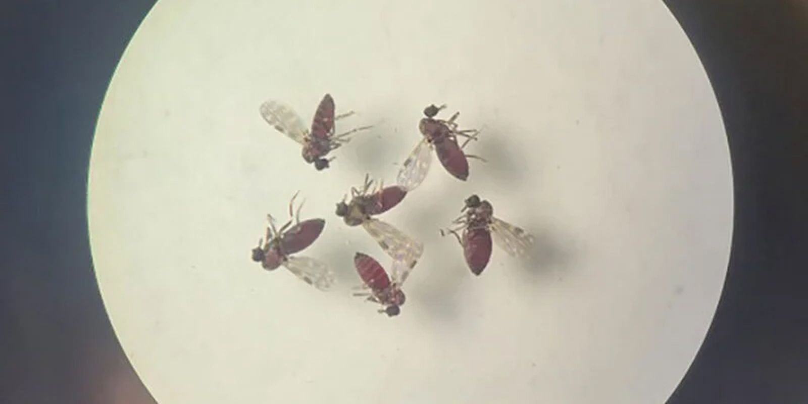 Febre do Oropouche tem casos muito maiores que os notificados