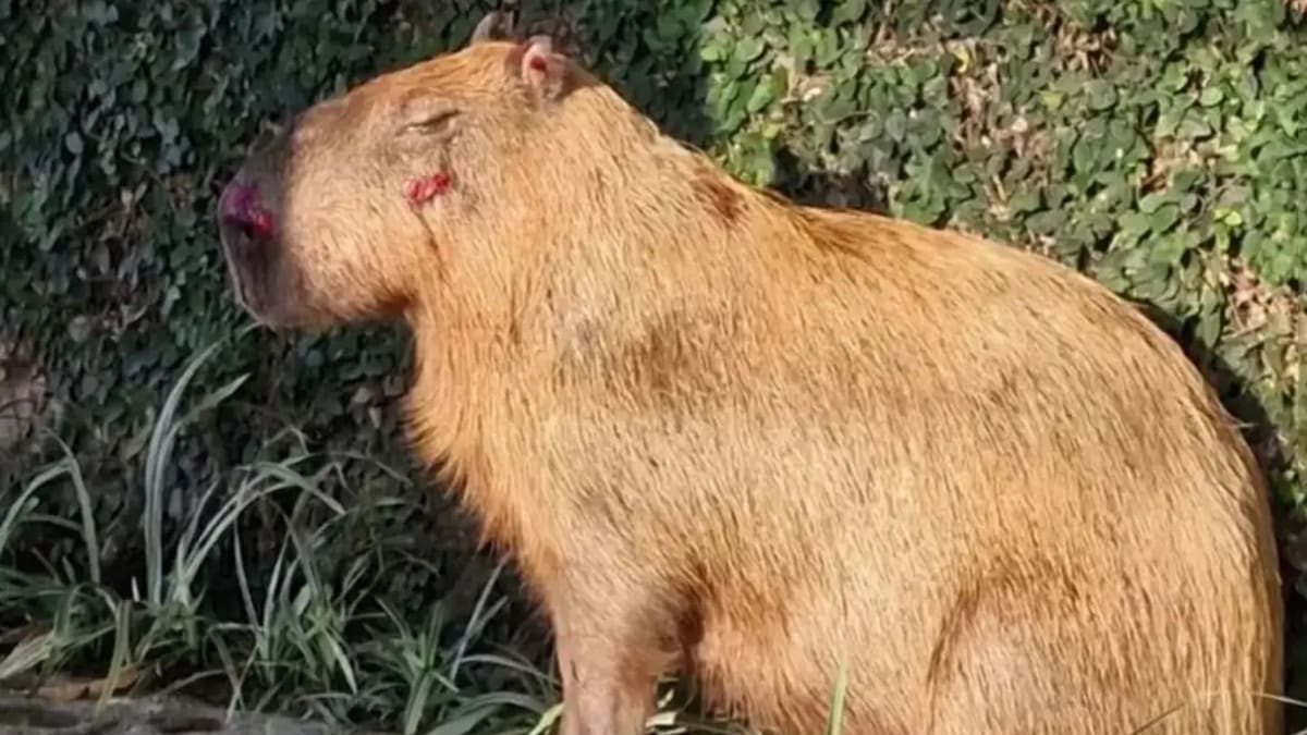 Justiça do Rio mantém presos seis homens acusados de agressão a capivara na Ilha do Governador