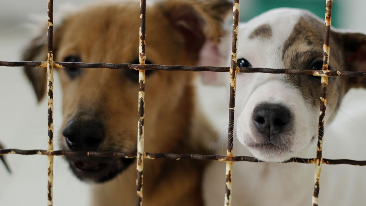 Mutirão de Castração atende Cidade Mineira em Criciúma