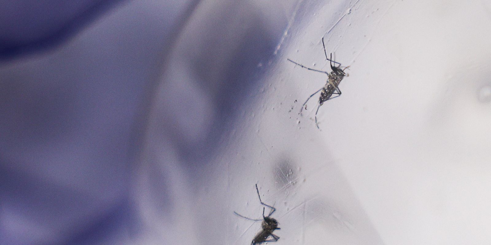 Coalizão Global lança chamada para combate à dengue