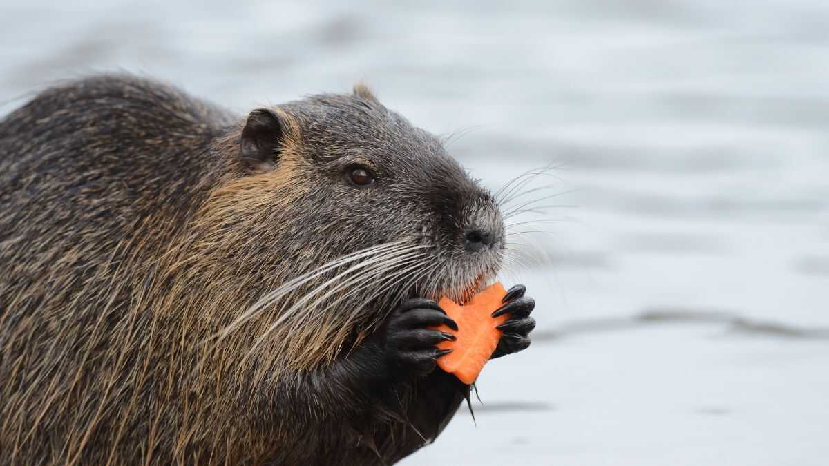 Castores ajudam a combater o aquecimento global ao criar áreas úmidas que capturam carbono