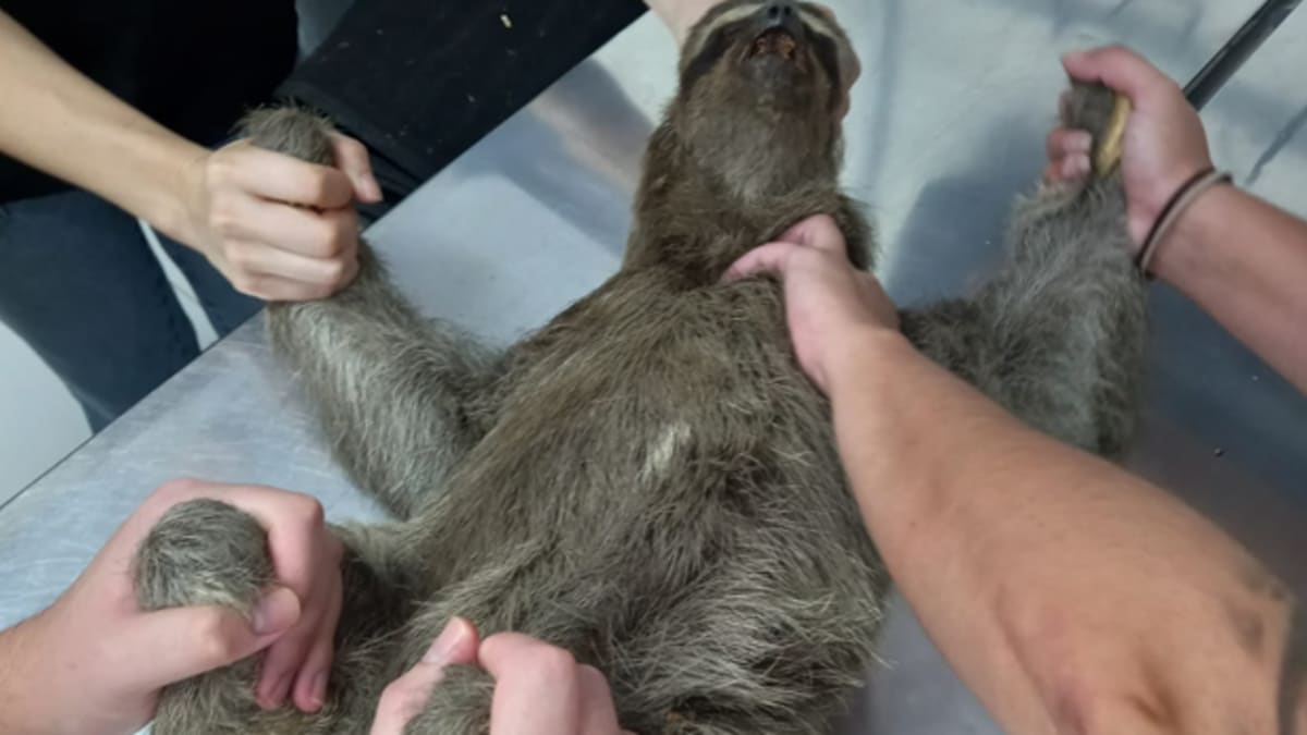 Bicho-preguiça é resgatado no Parque Estadual da Pedra Branca, na Zona Oeste do Rio