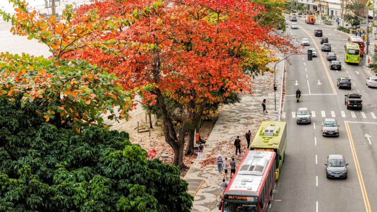 Niterói recebe certificação internacional pelo quinto ano consecutivo por cuidados com florestas urbanas