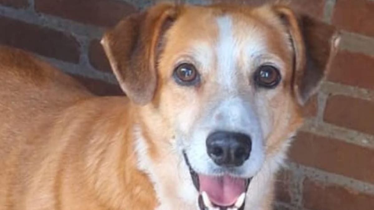 Desfile de 'caramelos' incentiva adoção responsável em Caxias do Sul