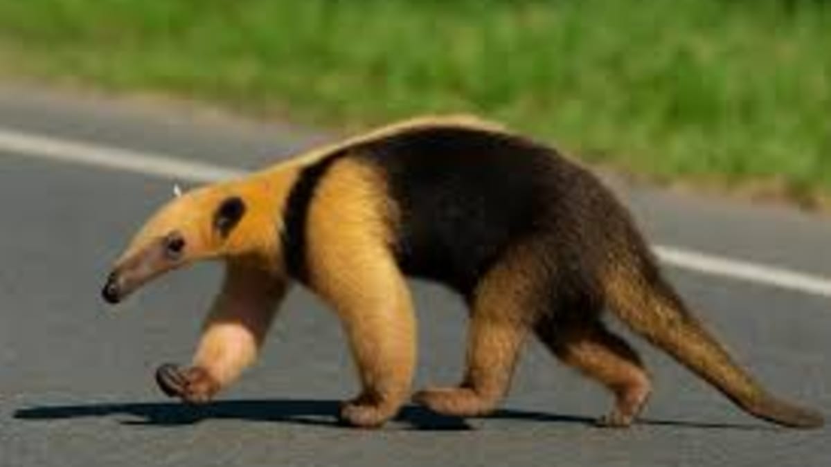 Polícia Civil identifica suspeito de matar tamanduá-mirim a pauladas em Turvo