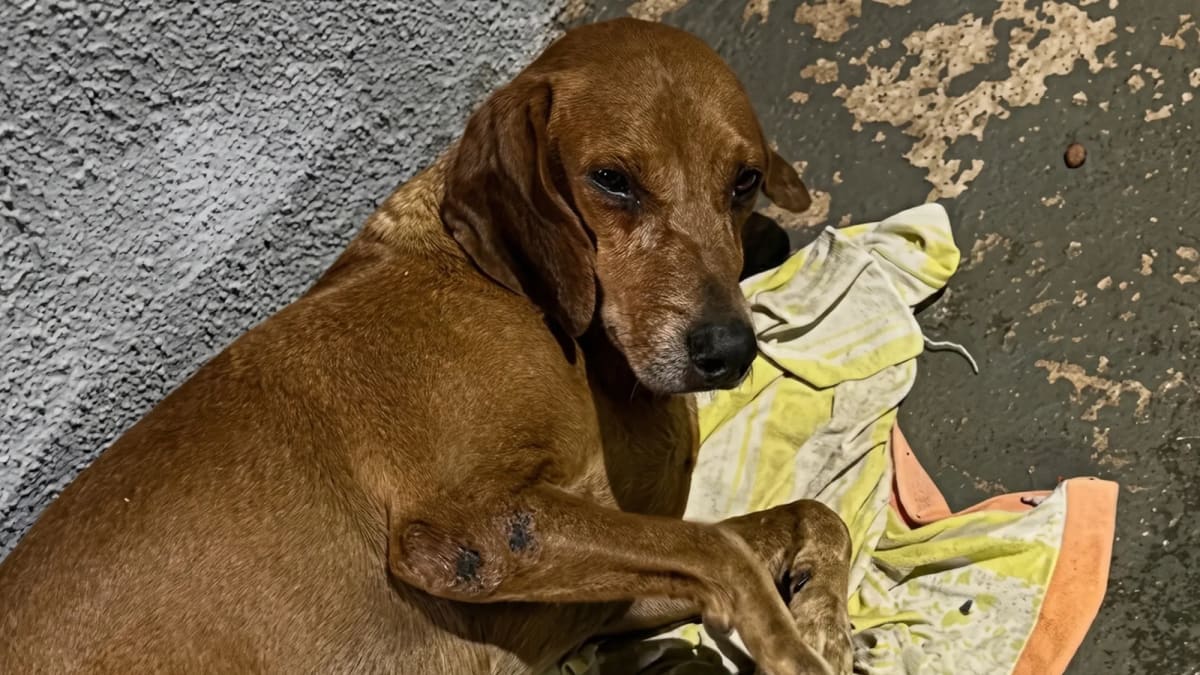 Manifestantes pedem justiça por cão comunitário vítima de maus-tratos em Goiânia