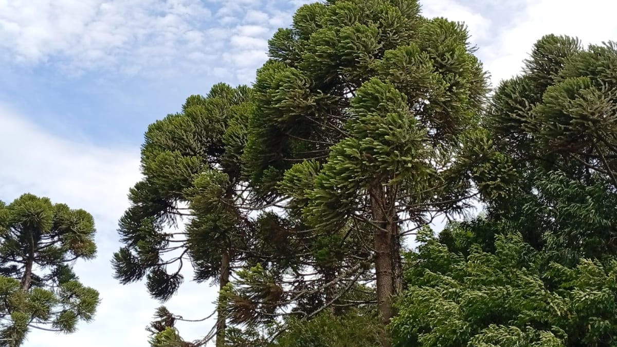 Colheita do pinhão autorizada a partir de 1º de abril no Rio Grande do Sul