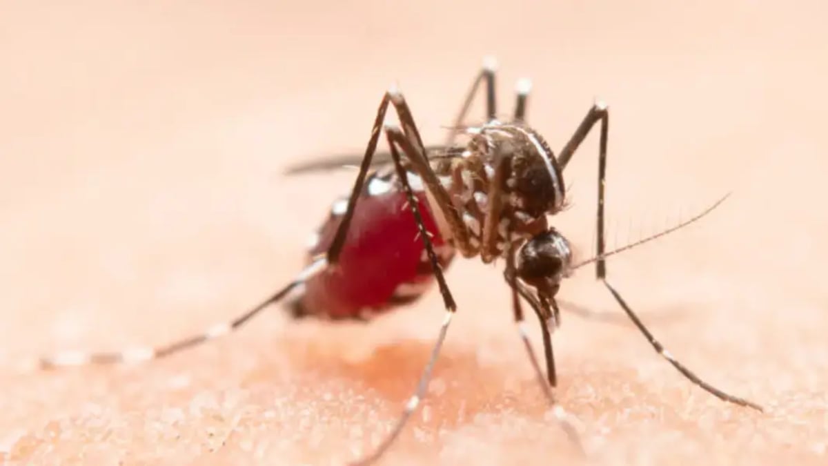 Tubarão registra aumento para 262 focos da dengue