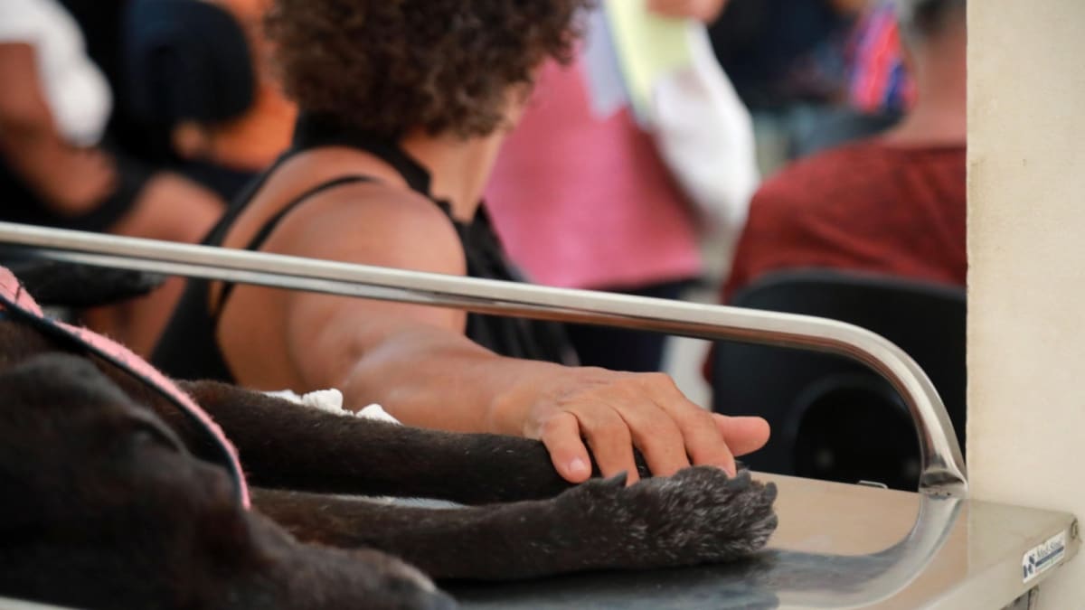 Hospital Público Veterinário de Salvador realiza mais de 337 mil atendimentos em dois anos