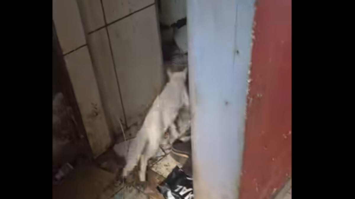 Vereador e Prefeitura resgatam 25 gatos de apartamento insalubre em Realengo