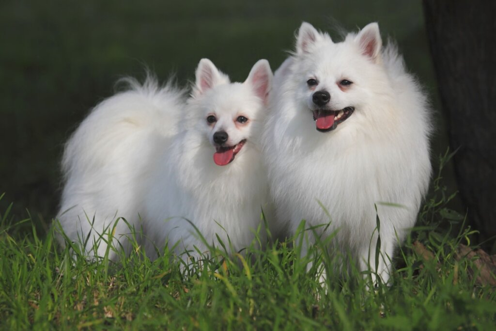 Características da raça Volpino Italiano