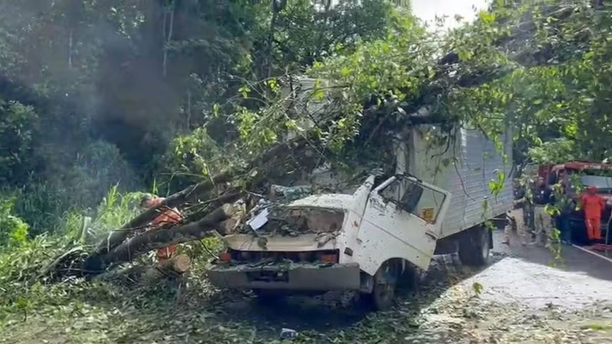 Árvore cai sobre caminhão e mata duas pessoas na BR-415, sul da Bahia