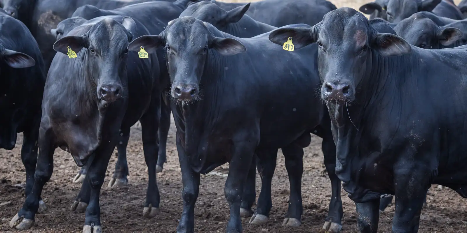 Juros mais baixos para cooperativas da agricultura familiar
