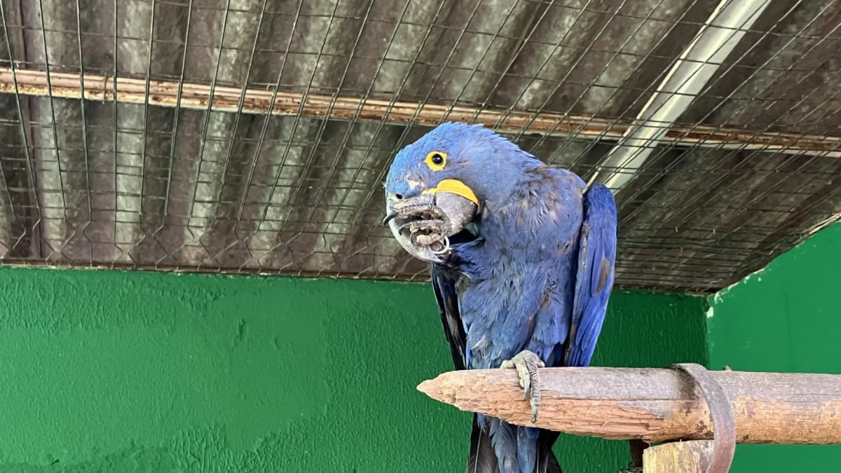 Zoológico de Goiânia registra primeiro nascimento de filhotes de arara-azul em cativeiro
