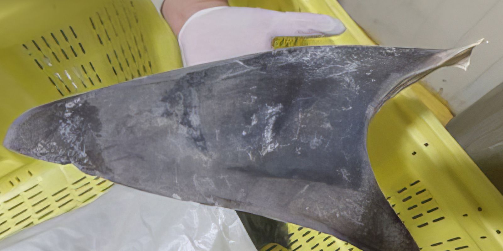 Ibama endurece regras para comércio do tubarão-azul