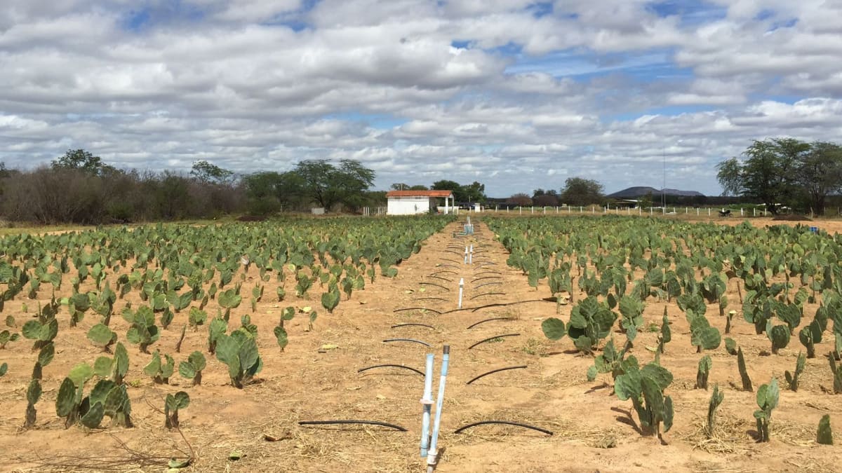 Embrapa descobre potencial para uso de águas salinas na agricultura do Semiárido brasileiro