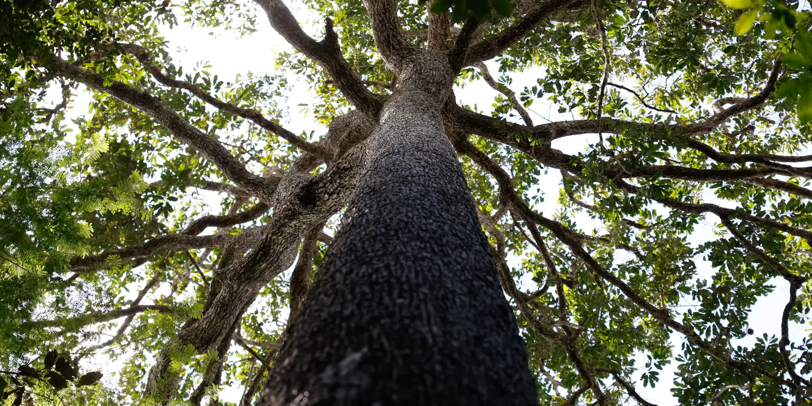 Ceará cria Vara do Meio Ambiente para julgar processos ambientais