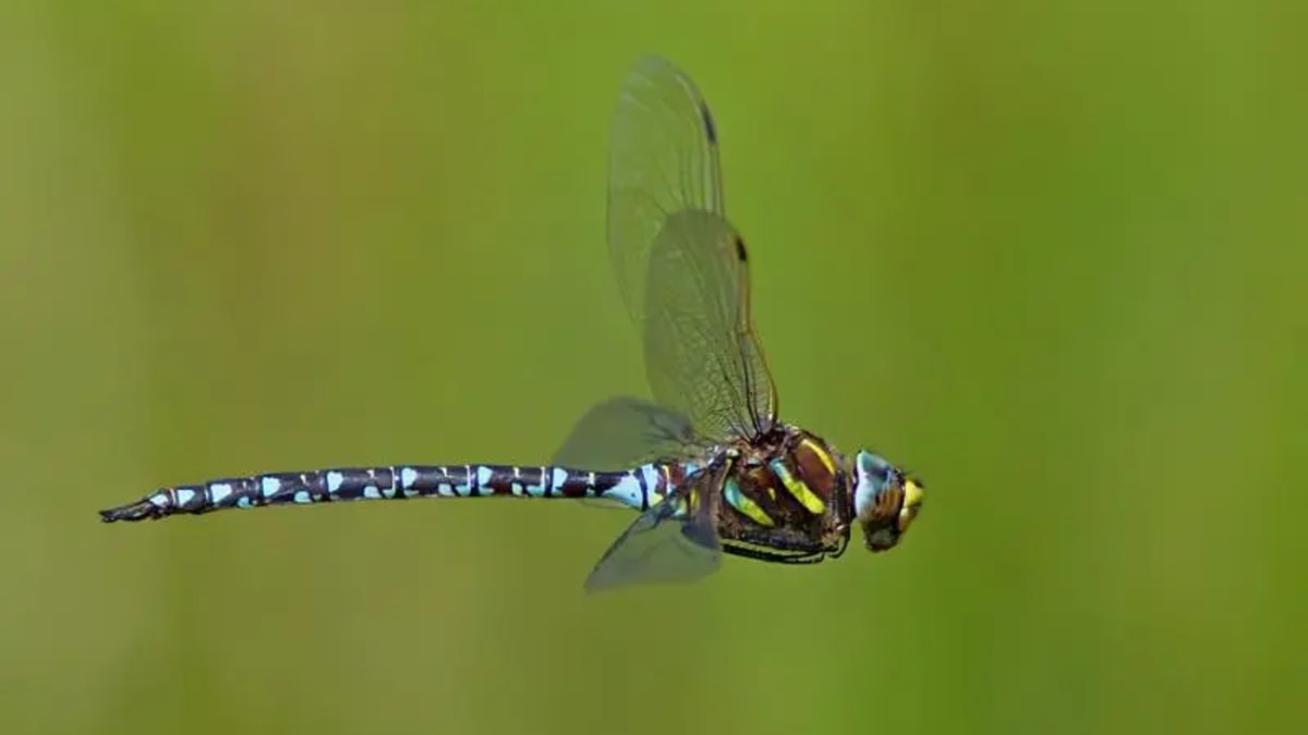 Libélulas fêmeas fingem morte para escapar de assédio de machos, aponta estudo