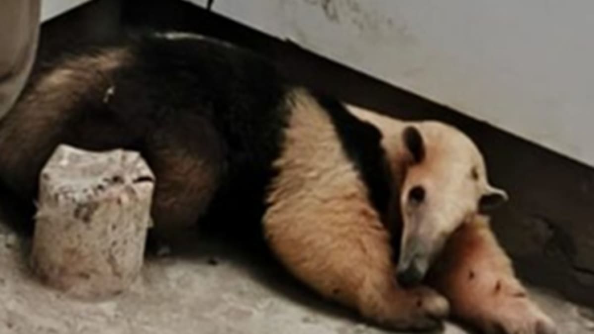 Polícia Civil identifica suspeito de matar tamanduá em Turvo