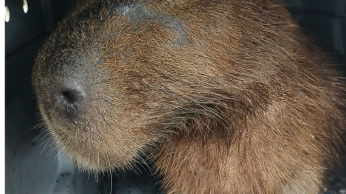 Capivara ferida é resgatada na Praia dos Meros, Ilha Grande