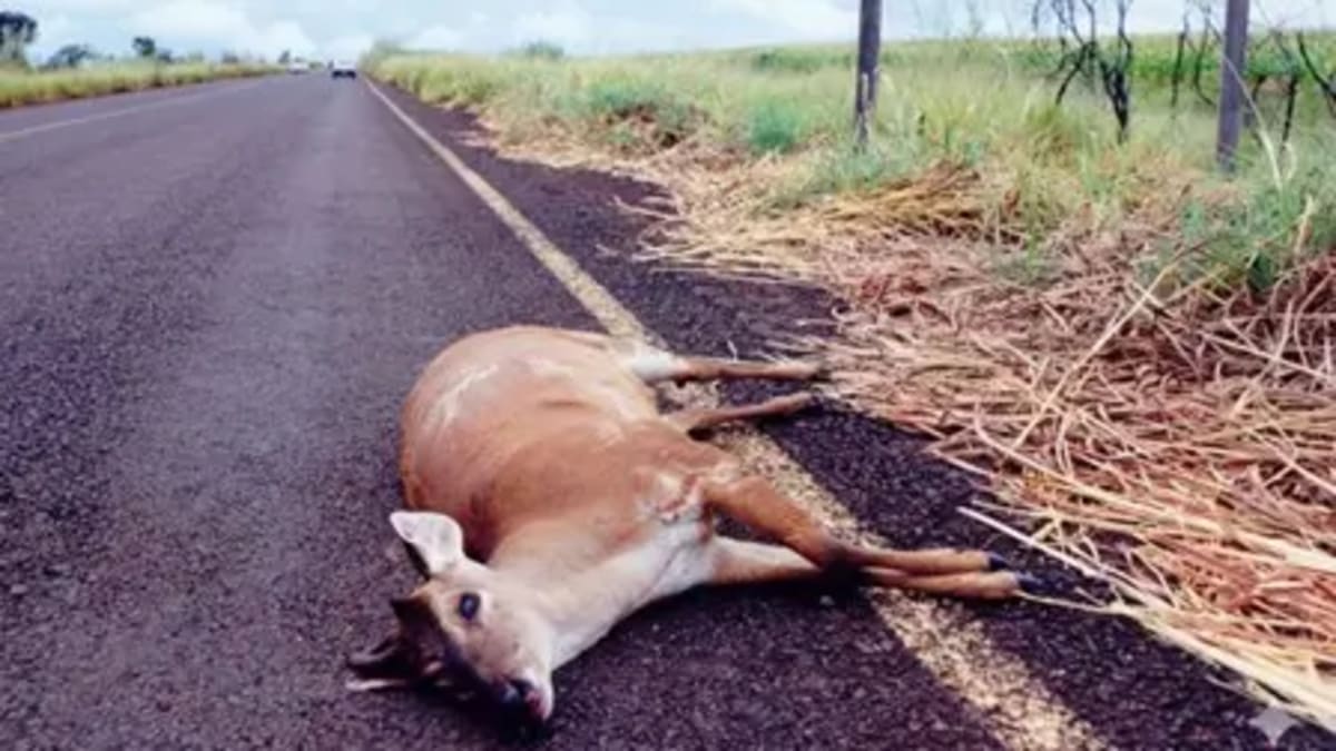 Proposta de Estrada-Parque na GO-341 visa proteger fauna e garantir segurança em Mineiros