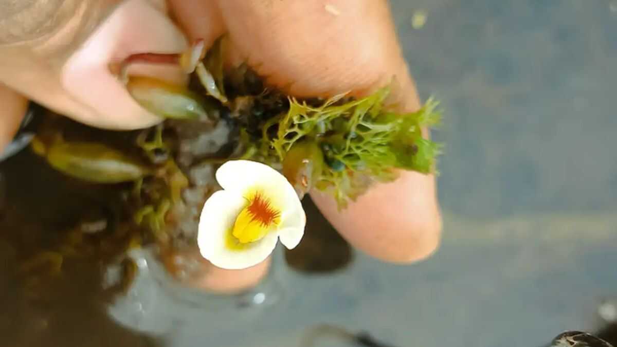 Pesquisadores reencontram planta carnívora rara desaparecida há mais de 80 anos no Brasil