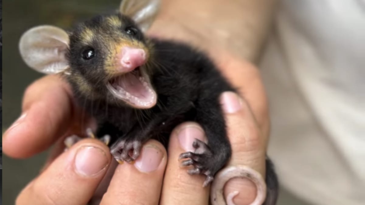 Gambás-de-orelha-preta são resgatados e reabilitados no Rio de Janeiro