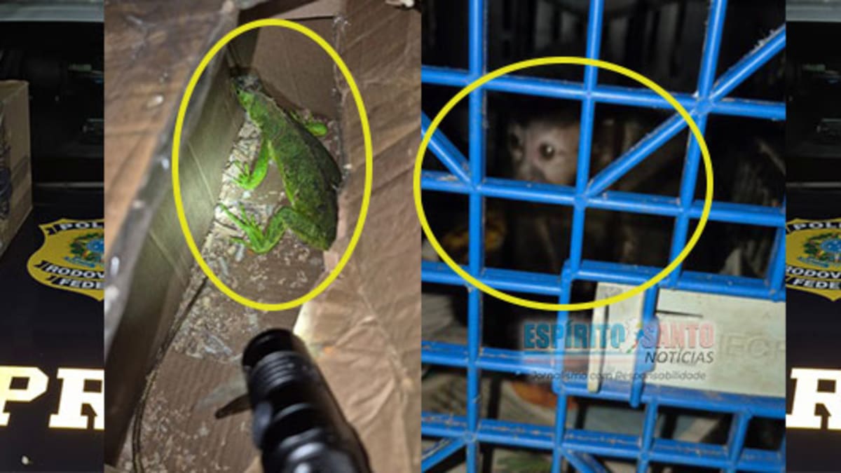 PRF prende três capixabas transportando animais silvestres no porta-malas de carro no RJ