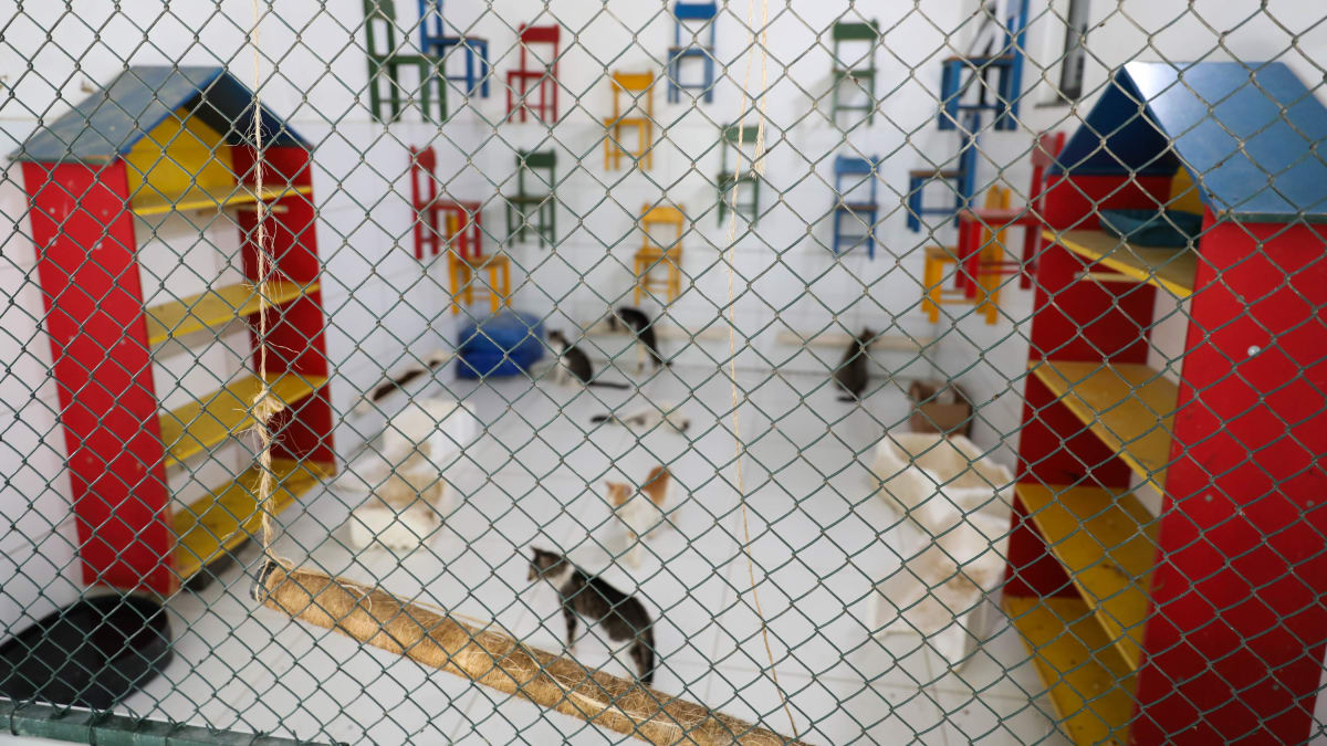 Gatos em tratamento são mortos por cães na Uefs em Feira de Santana