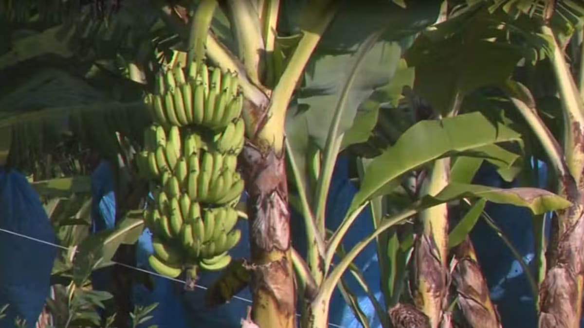 Conheça a Clarinha: nova banana que pode ajudar produtores de SC