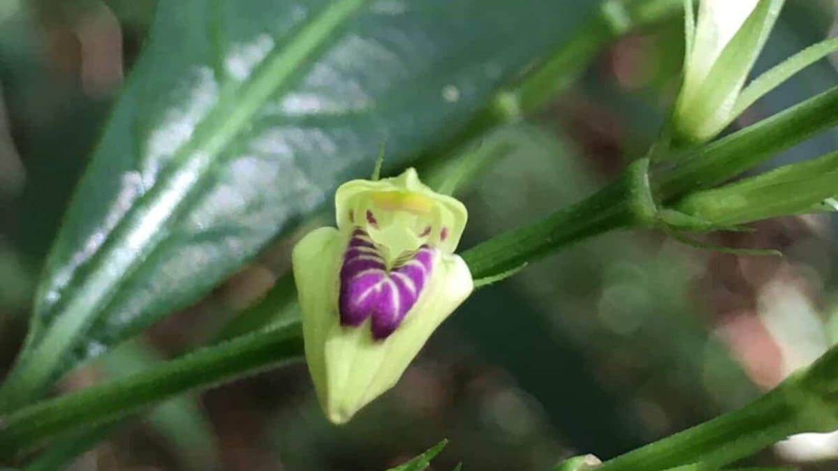 Justicia dasyclados é redescoberta no Rio de Janeiro após mais de um século