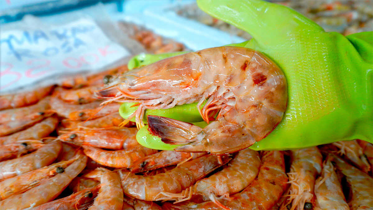 Camarão segue proibido no litoral de São Paulo durante defeso; fiscalização apreende 2,5 toneladas