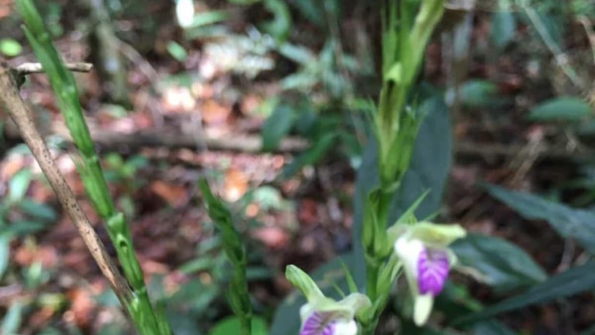 Descoberta rara na Reserva Biológica Estadual de Araras reforça importância da conservação da Mata Atlântica no Rio de Janeiro