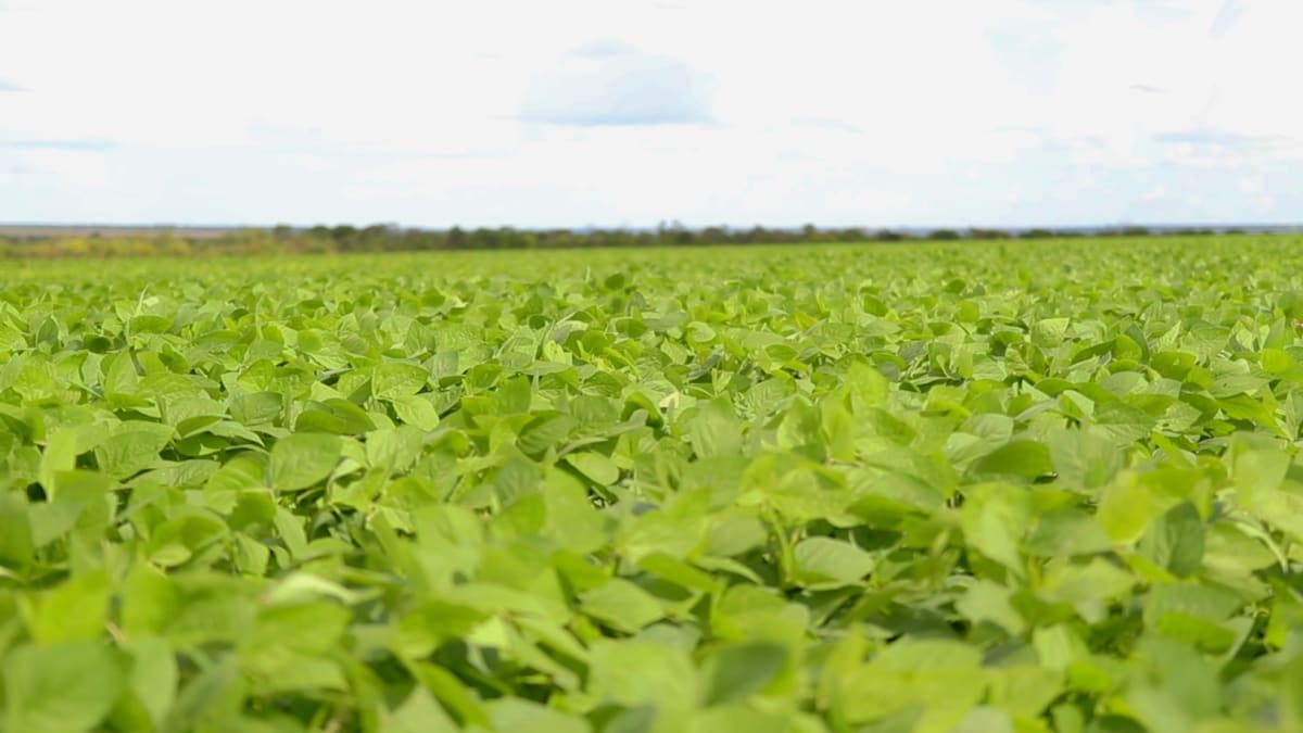 Basf conclui aquisição da AgBiTech para reforçar presença no mercado de biológicos