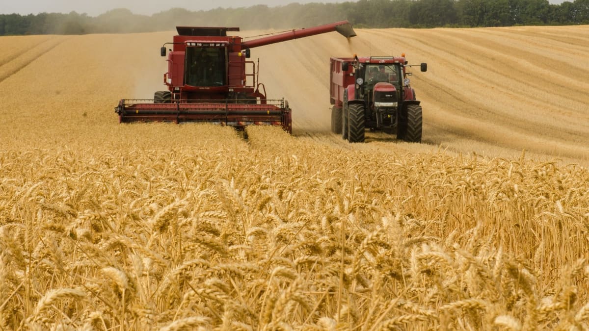 Brasil deve importar maior volume de trigo da história na safra 2026/27