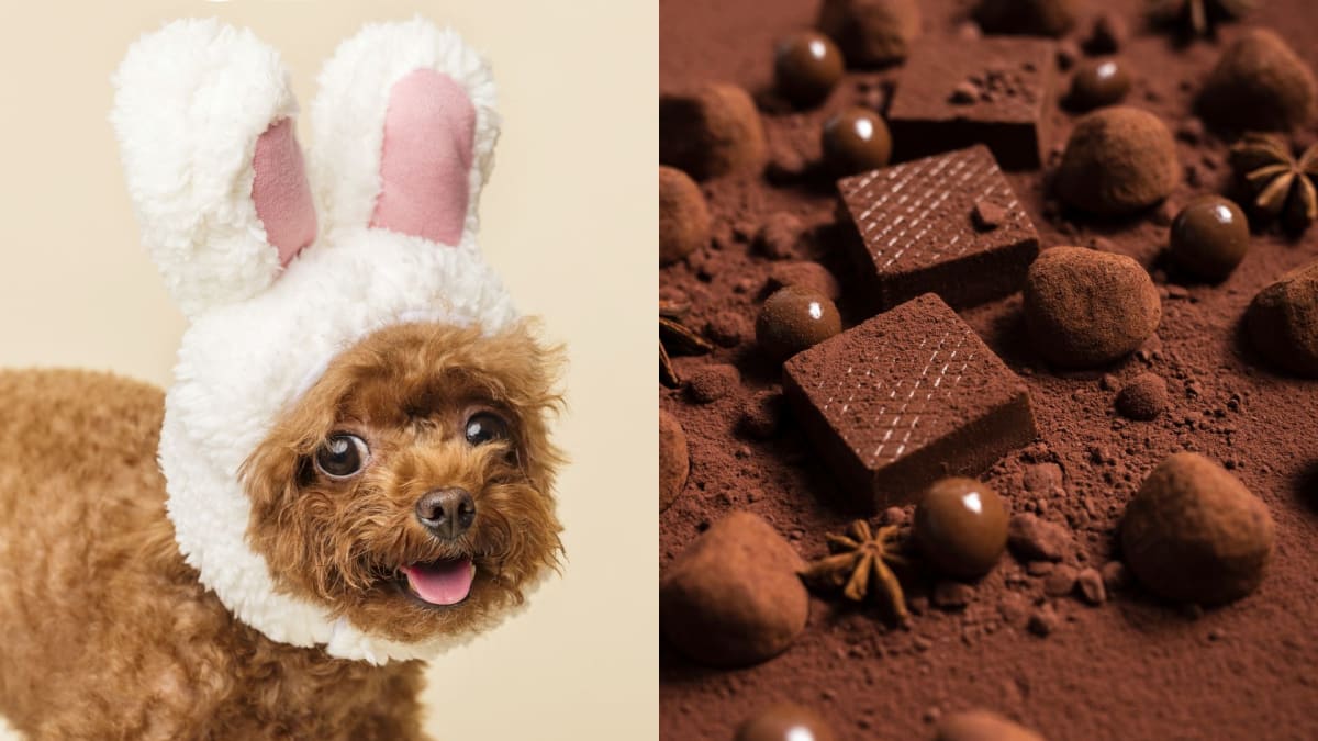 Chocolate pode ser letal para cães e gatos na Páscoa