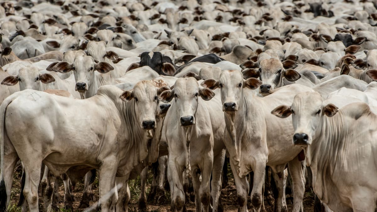 Preço da arroba do boi ultrapassa R$ 360 em São Paulo e Mato Grosso