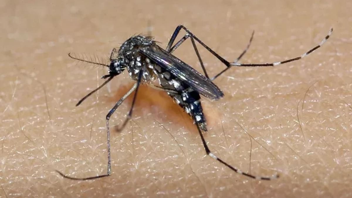 Porto Alegre alerta para prevenção da chikungunya durante feriado da Páscoa