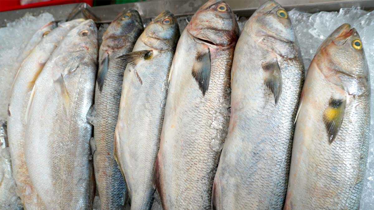 Especialista orienta como escolher e preparar peixe e bacalhau para a Semana Santa