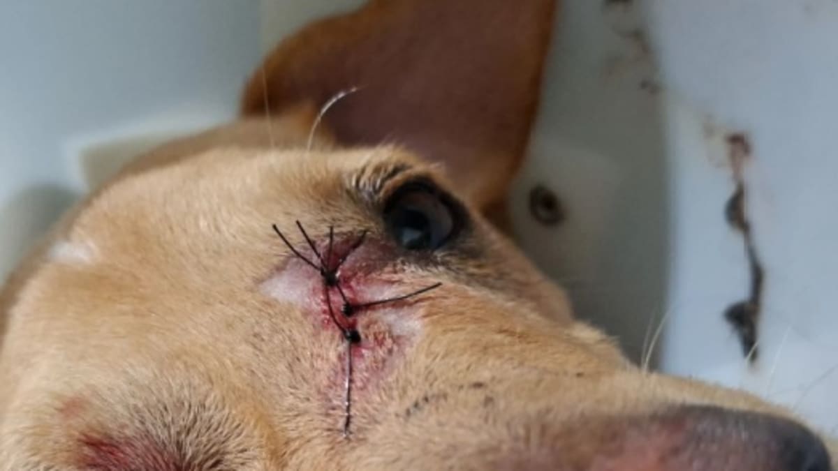 Cachorra é baleada dentro do pátio em Criciúma e tutora pede justiça