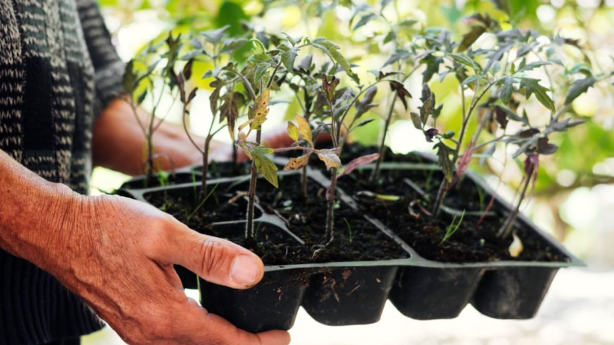 Guaramirim lança Campanha de Mudas 2026 para incentivar plantio no município