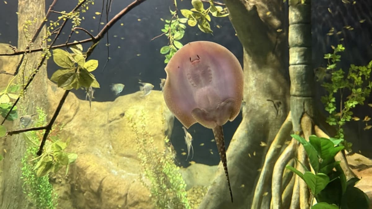 Filhotes de raias do AquaRio recebem nomes escolhidos pelo público