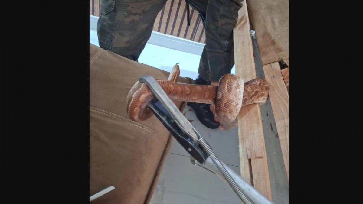 Jiboia é resgatada de dentro de sofá em residência no bairro Sítio, Arraial do Cabo