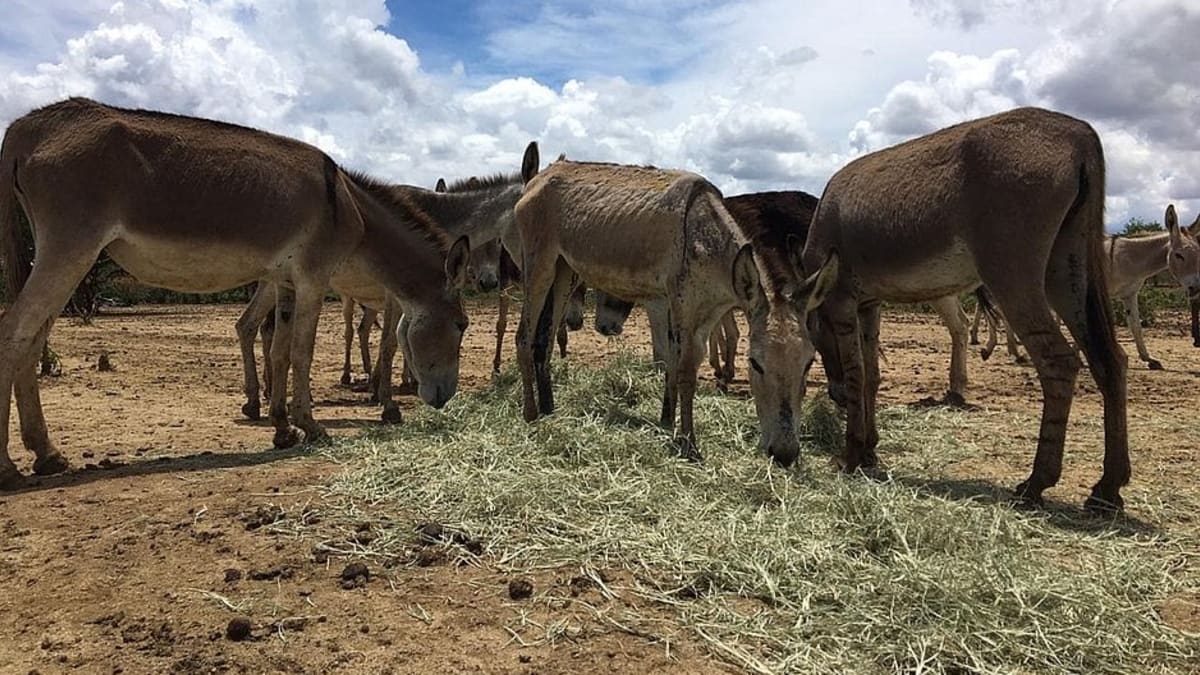 População de jumentos no Brasil pode ultrapassar 730 mil animais