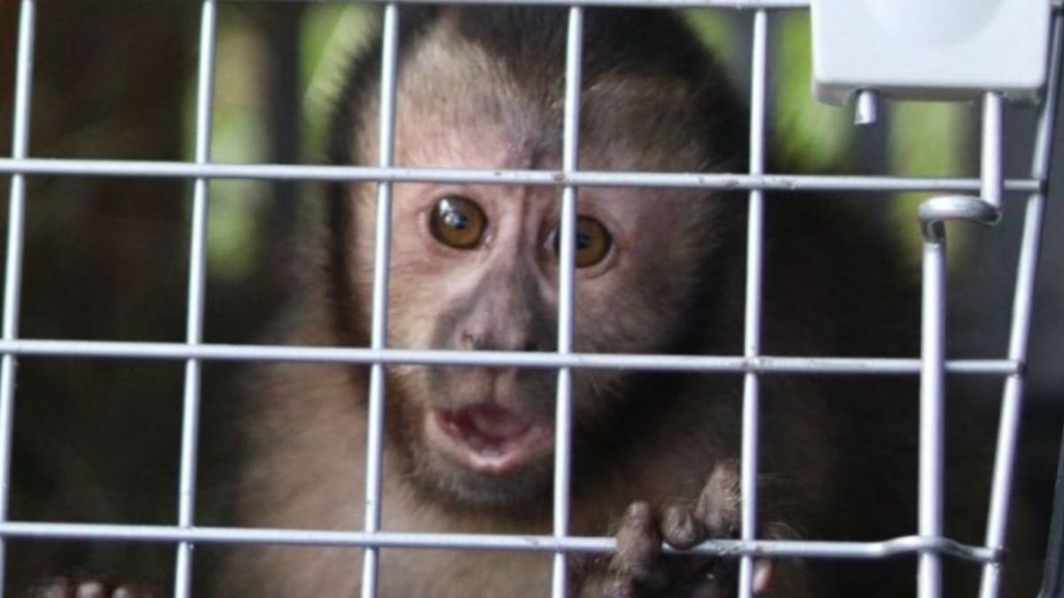 Projeto Conexão Silvestre reintroduz filhote de macaco-prego no Jardim Botânico