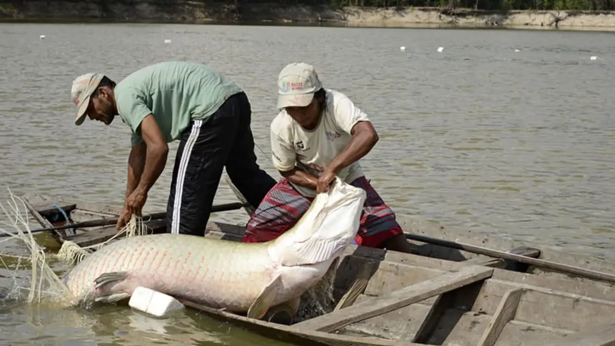 Pesca do pirarucu é liberada em regiões de Goiás e DF onde espécie é invasora