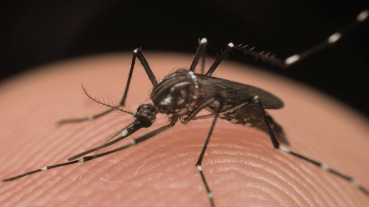 Dourados em situação de emergência por avanço da chikungunya; Espírito Santo mantém casos baixos