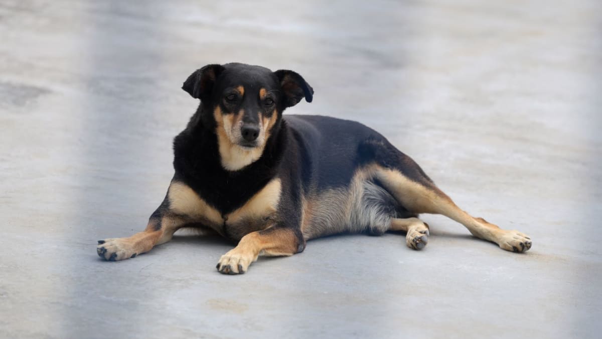 Santa Catarina avança em políticas de bem-estar animal com programas e leis inovadoras