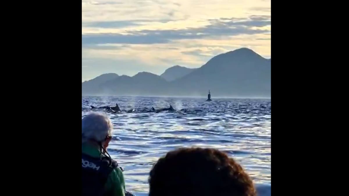 Golfinhos são avistados na Baía de Guanabara, surpreendendo praticantes de esportes aquáticos